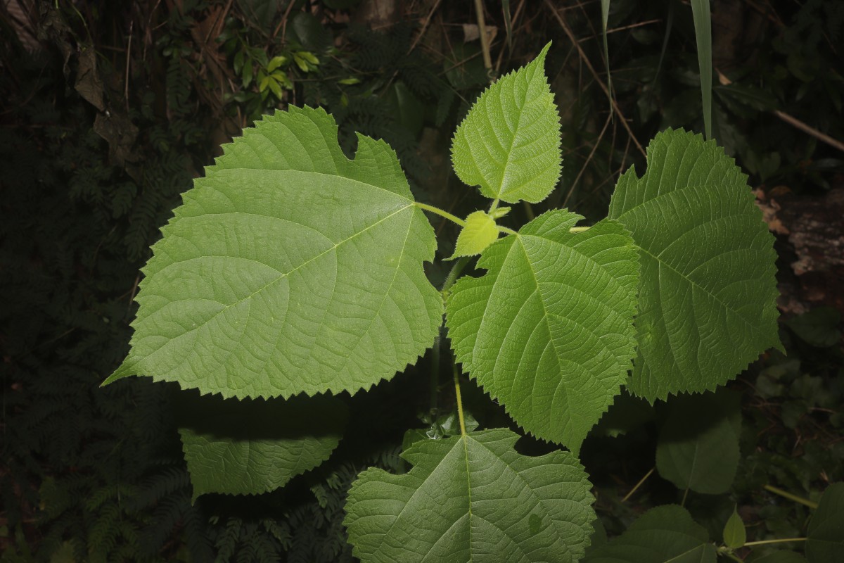 Broussonetia papyrifera (L.) L'Hér. ex Vent.